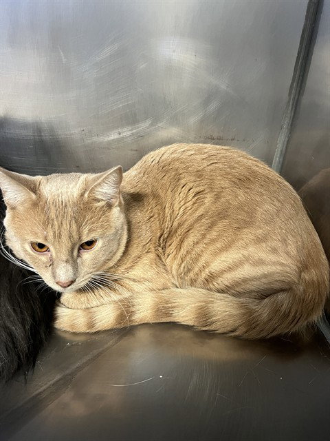 Cracker, Domestic Short Hair