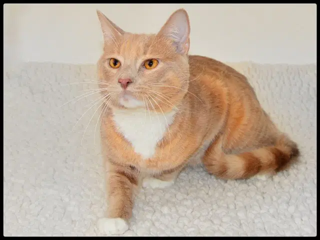 Cracker - Domestic Short Hair