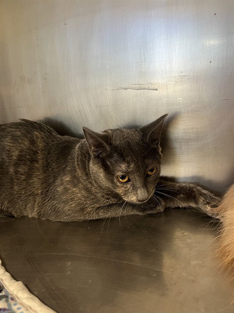 Lolly, Domestic Short Hair