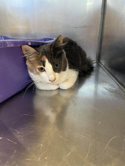 Pebble, Domestic Medium Hair