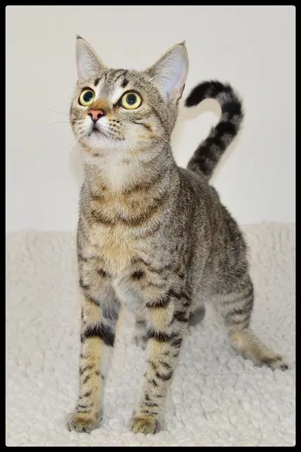 Eleanor - Domestic Short Hair