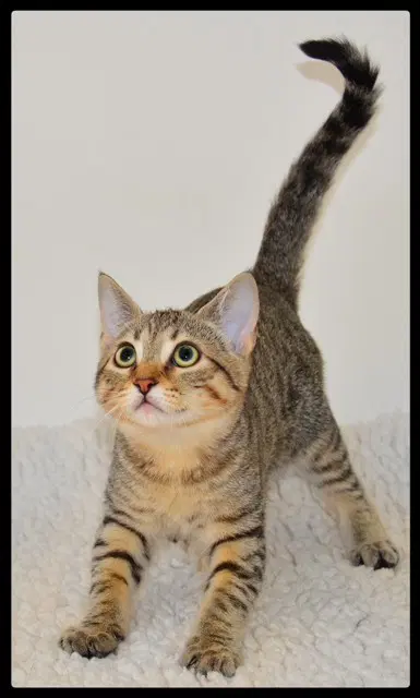 Jeanette - Domestic Short Hair