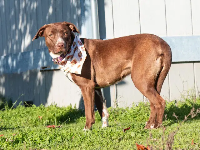Tipper - Pit Bull Terrier