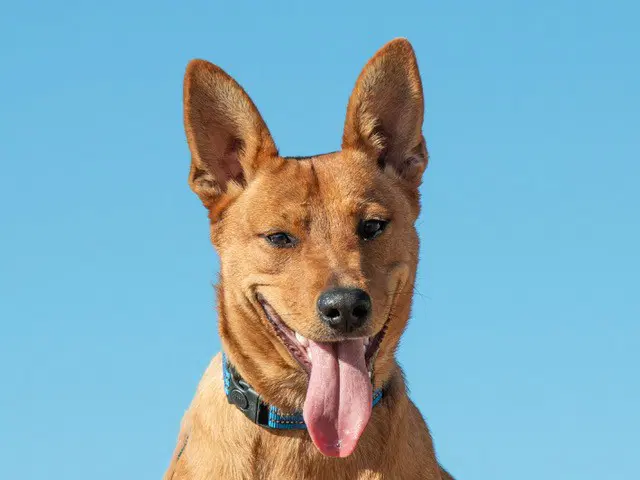 Maple - Australian Cattle Dog/Blue Heeler