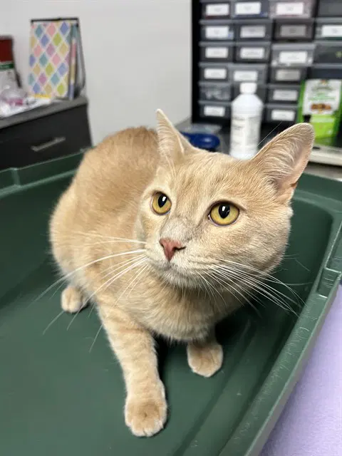 Buddy - Domestic Short Hair