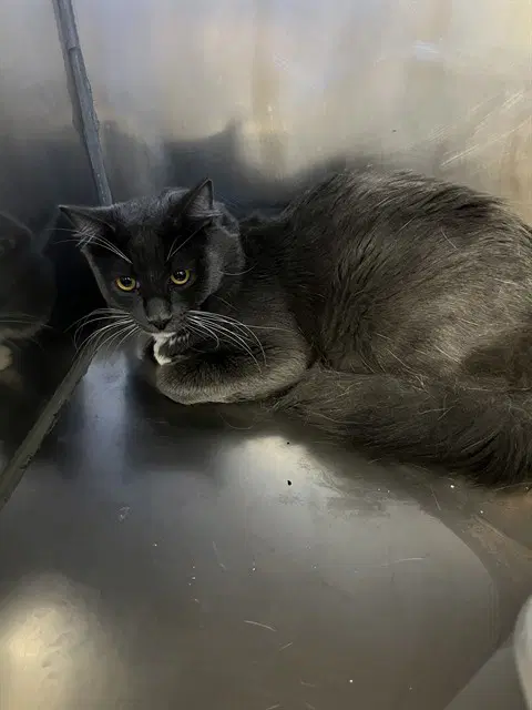 Harry - Domestic Medium Hair