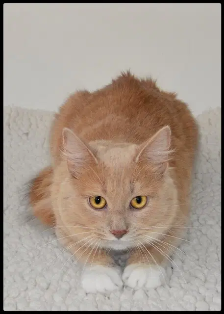 Mickey - Domestic Medium Hair