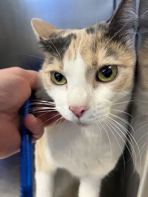 Snow - Domestic Short Hair