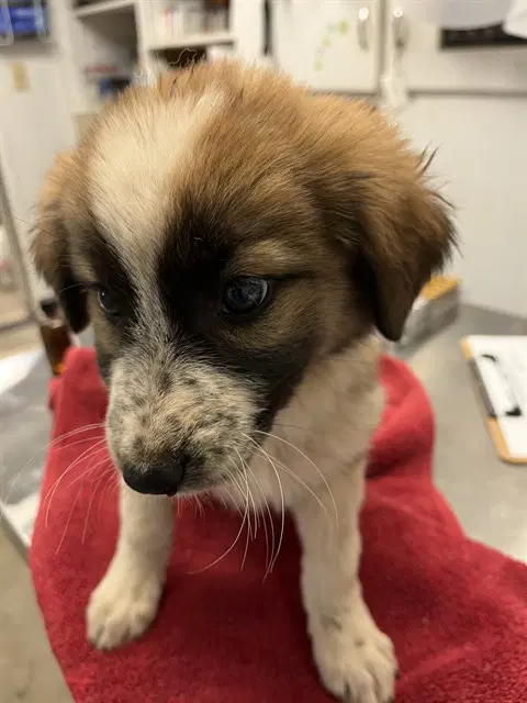 Puppy - Anatolian Shepherd