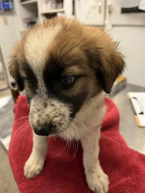 Puppy