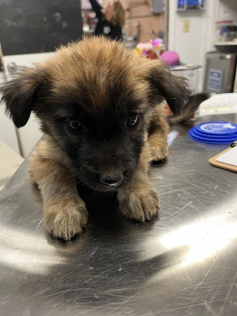 Puppy