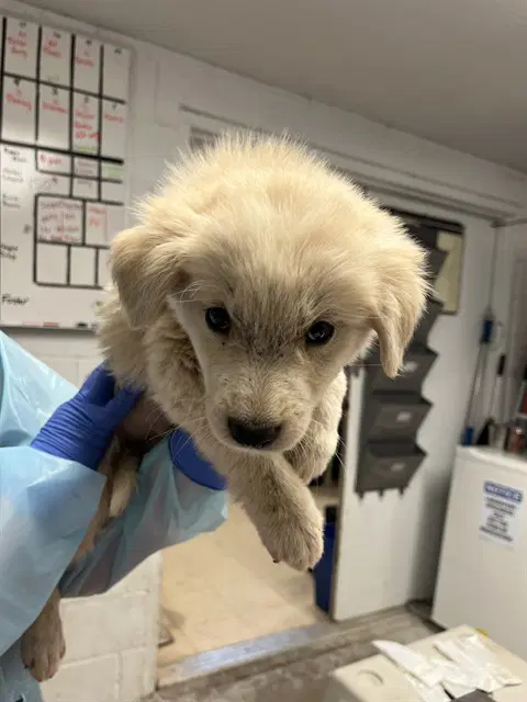 Puppy image 1