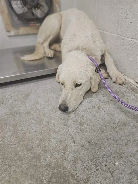 Aspen - Great Pyrenees