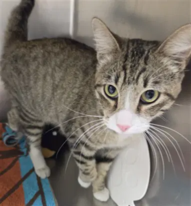 Jacob - Domestic Short Hair