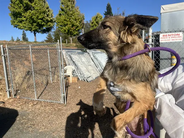 Dolly - German Shepherd Dog