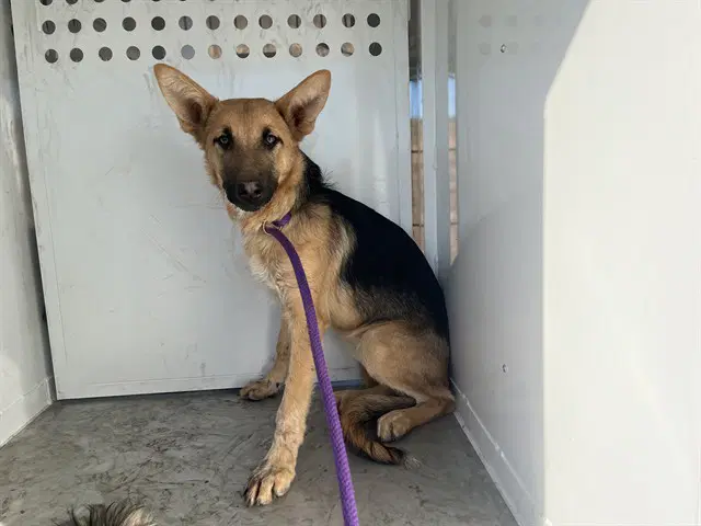 Sheri - German Shepherd Dog