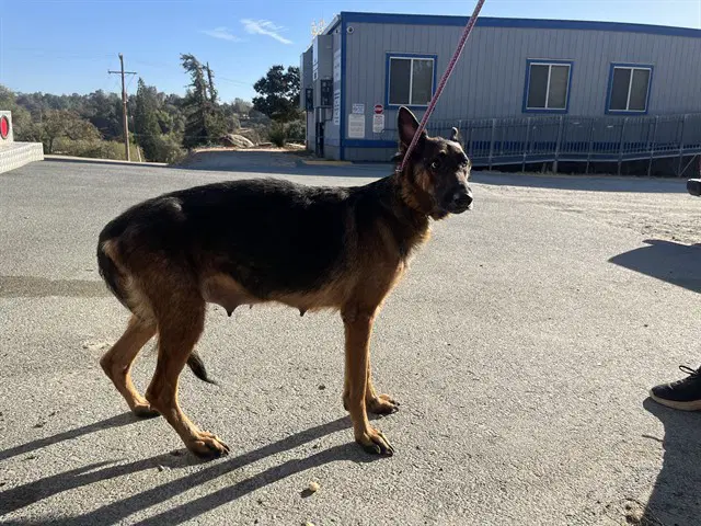 Arrow - German Shepherd Dog