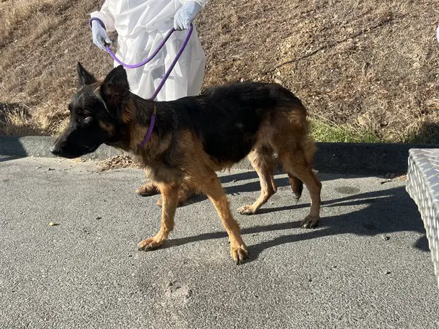 Two Feathers - German Shepherd Dog