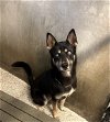 adoptable Dog in lodi, CA named DALTON