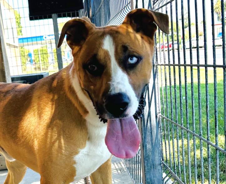 adoptable Dog in Lodi, CA named CHARLIE