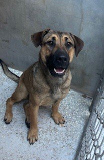 adoptable Dog in Lodi, CA named CANDY