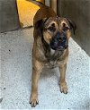 adoptable Dog in  named CANE