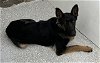 adoptable Dog in lodi, CA named JUNE