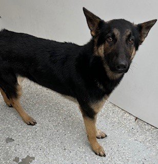 adoptable Dog in Lodi, CA named CARMEN