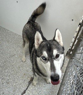 adoptable Dog in Lodi, CA named CLOUD