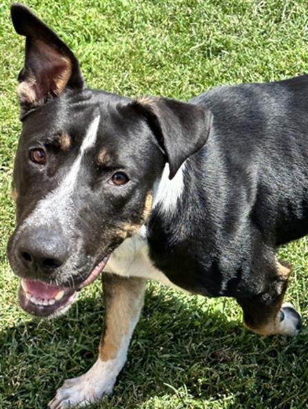 adoptable Dog in Lodi, CA named HUEY