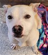 adoptable Dog in lodi, CA named CHANCE