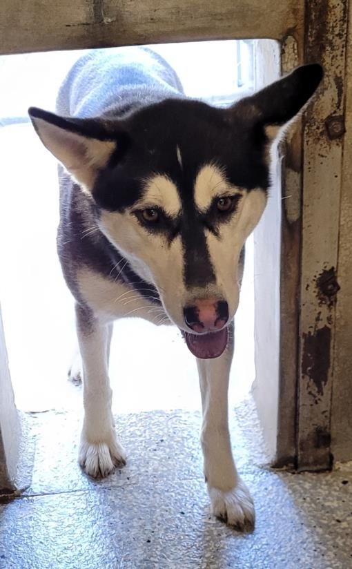 adoptable Dog in Lodi, CA named DIANA