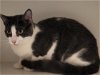 adoptable Cat in lodi, CA named LITTLE MISS