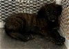 adoptable Dog in lodi, CA named COSMIC