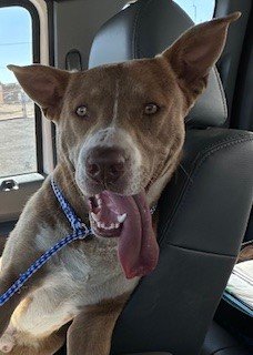 adoptable Dog in Lodi, CA named ROGER
