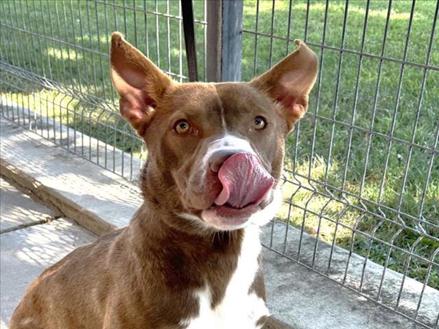 adoptable Dog in Lodi, CA named ROGER