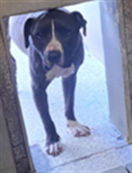 adoptable Dog in Lodi, CA named MR SNAIL