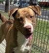 adoptable Dog in Lodi, CA named ROMEO