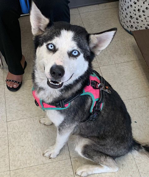 adoptable Dog in Lodi, CA named STORMY