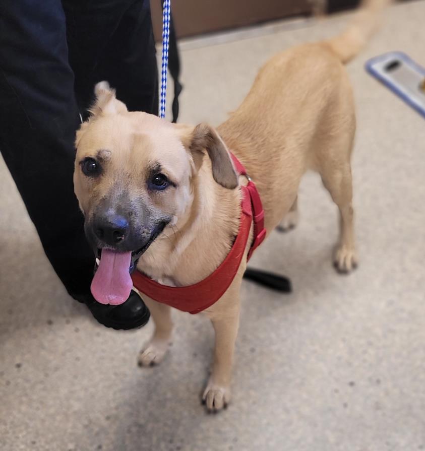 adoptable Dog in Lodi, CA named FINCH