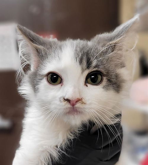 picture of the cat needing adoption