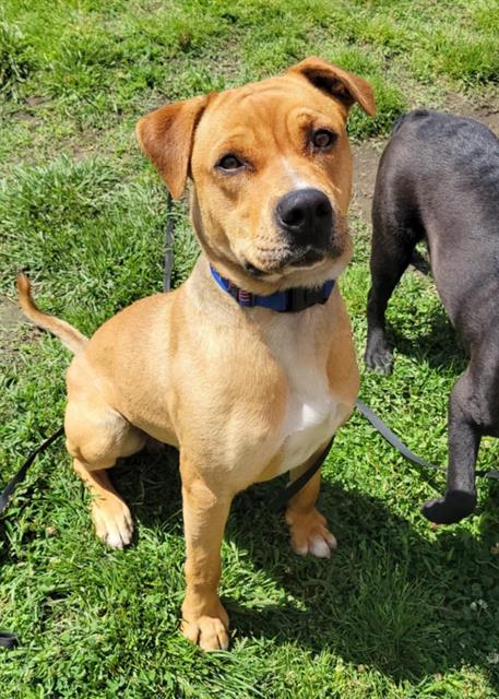 picture of the dog needing adoption