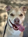 adoptable Dog in lodi, CA named OLIVER
