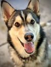 adoptable Dog in  named BOWIE