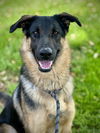 adoptable Dog in Lodi, CA named FRED