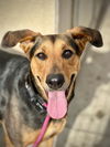 adoptable Dog in lodi, CA named JUBILEE