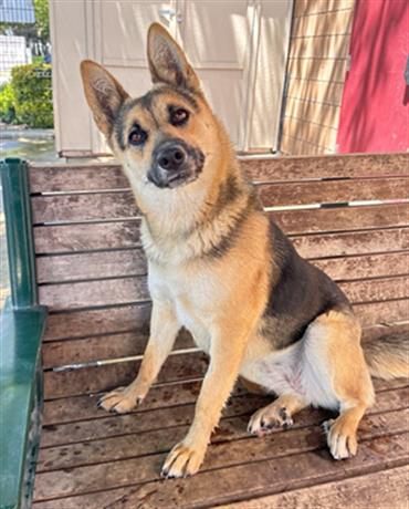 adoptable Dog in Lodi, CA named PEANUT