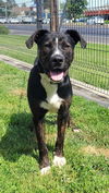 adoptable Dog in lodi, CA named SNOOPS
