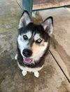 adoptable Dog in  named HEMI