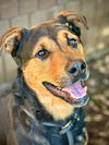 adoptable Dog in lodi, CA named JOURNEY